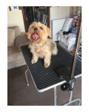 Dog Groomer Poole