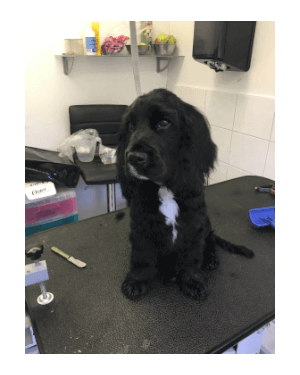Mobile Dog Groomer Poole