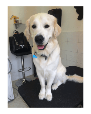 Dog Groomer Poole