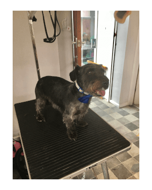 Mobile Dog Groomer Poole