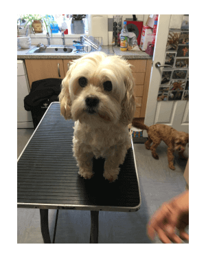 Dog Groomer Poole