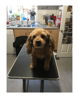 Mobile Dog Groomer Poole