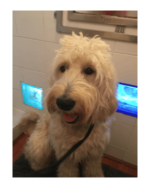 Dog Groomer Poole