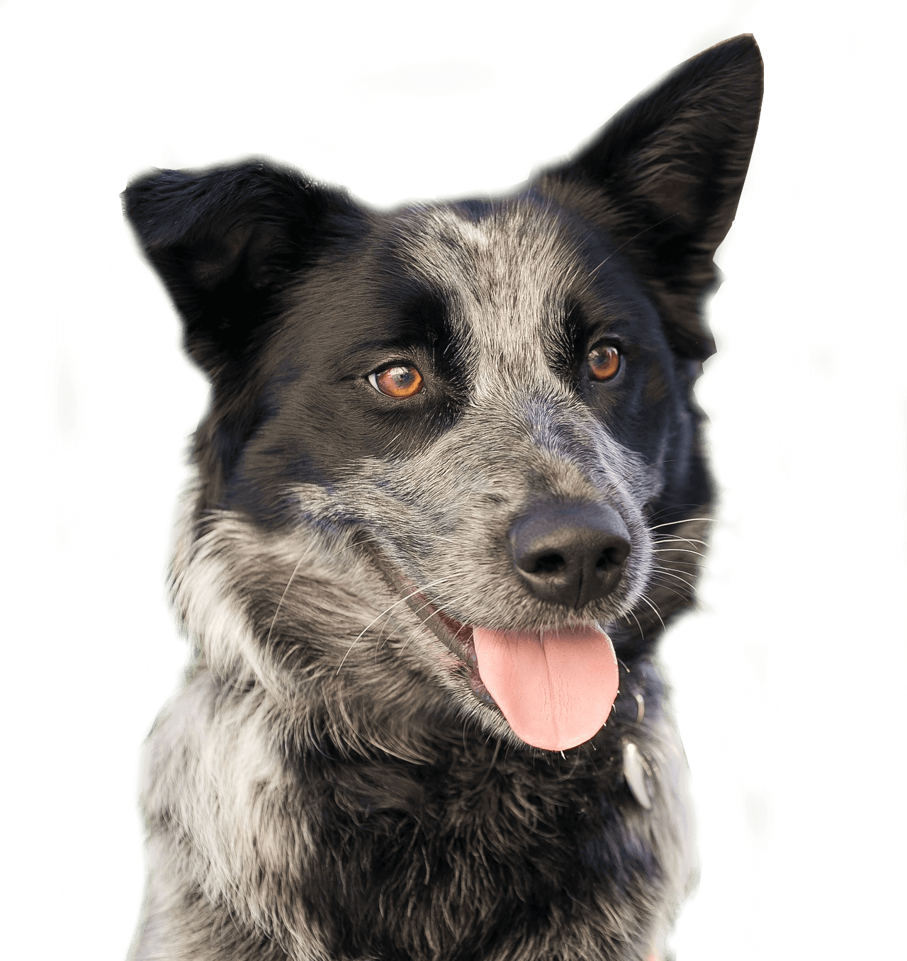 Dog Groomer in Poole
